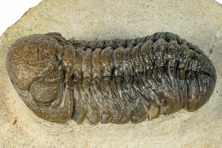 Multi-Toned Morocops Trilobite - Visible Eye Facets #271930